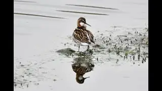 Red necked Phalaropes Phalaropus lobatus, Shetland