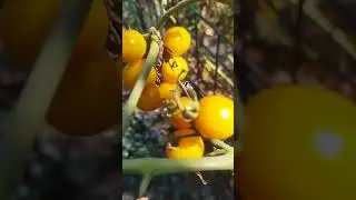 С солнцем перебор!!!