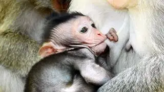 JinX Baby Monkey Nursing Hurts Mother Like That, So Why Jade Weaning Milk Sometimes!