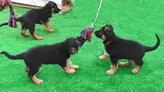 Real puppies of a German shepherd with big paws.