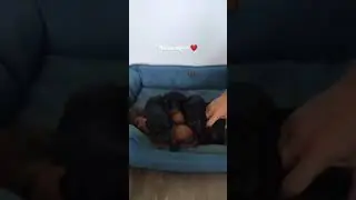 Куча вонюча! Щенки таксы 2 неднли