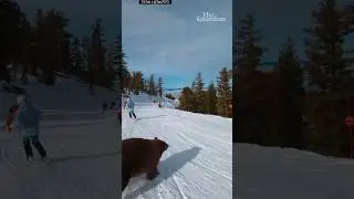 Moment skier narrowly misses bear on the slopes of Lake Tahoe, California