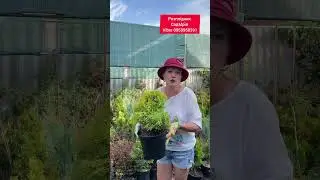 Розплідник СадМрія Харків Viber 0958950391 #садсвітласвітлани #garden #саджанці #Радіфарм #Agros