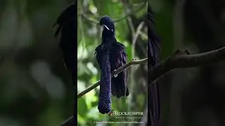 Amazing secret bird