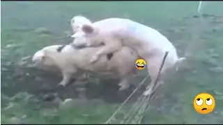 animais levando choque em cerca eletrica!!