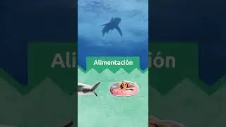 ¿Qué comen los tiburones? 🦈​​