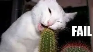 Funny Animal Fail Compilation (Cat/Dog Fails) - DDOF
