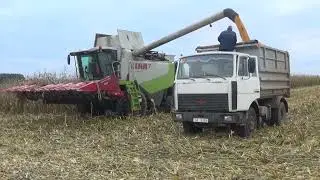 Уборка кукурузы 2022: Комбайны Claas Lexion 760 и 580 работают с жатками Ростсельмаш