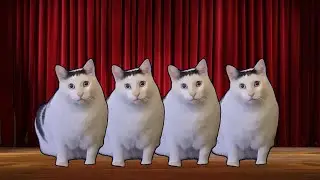 HUH !? cat.