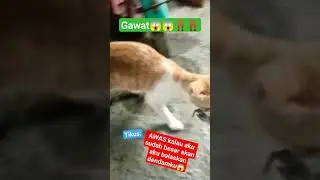 Kucing Main Sama Tikus#shorts #kucingpintar #kucinglucu #kucingimut #kucing #kucingkampung #tikus