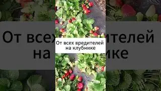 Средство от всех вредителей на клубнике!  