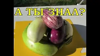 Сеем БАКЛАЖАНЫ 🍆🍆 ПРАВИЛЬНО: когда, где, сорта + формировка в грунте👍