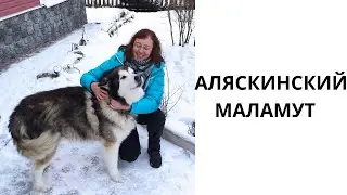 АЛЯСКИНСКИЙ МАЛАМУТ // Alaskan malamute