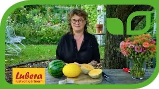 Wann sind Honig- und Wassermelonen reif? Alle Merkmale, an denen du die Melonenreife erkennen kannst