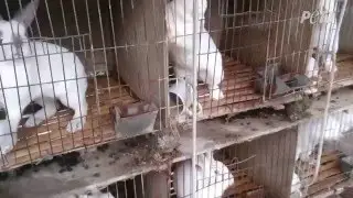 Skinned Alive – Staggering Cruelty in the Rabbit Fur Trade