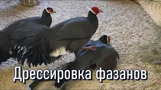 Дрессировка фазанов. Фазан Валера.