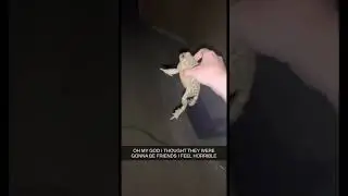 Girl Puts Two Frogs Together And They Fight