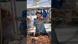 Catching GIANT Snow Crab