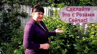 Сделайте это с розами сейчас! И они порадуют Вас своим пышным цветением!