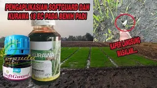 TESTIMONI INSEKTISIDA DAN NUTRISI TERBARU DARI DGW