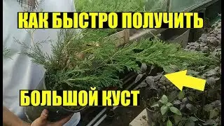 СУПЕР СПОСОБ РАЗМНОЖЕНИЯ МОЖЖЕВЕЛЬНИКА