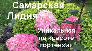 САМАРСКАЯ ЛИДИЯ. РОСКОШНАЯ ГОРТЕНЗИЯ!!!🌸 Описание сорта и сортовые характеристики.