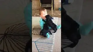 На это можно смотреть ВЕЧНО!! Смешные Кошки и Собаки! 😂😂😂  