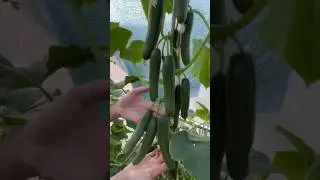 Формируем огурцы чтоб их было много 🥒.                Автор: petrovchanka_lera