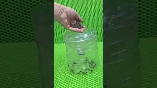 Самоделка из бутылки эффективная мышеловка своими руками 