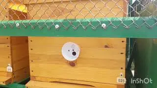 Пчеловодный прицеп на базе тракторного. Краткий обзор переделок.