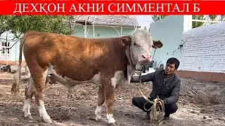 ХАММАНИ БАЙРАМ БИЛАН ТАБРИКЛАЙМИЗ🤝😇📞916877303