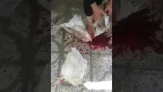 Woman slaughter chickens