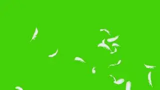 Falling feathers-Free Green Screen