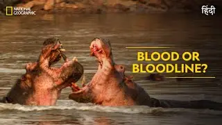 Blood or Bloodline? | Animal Fight Club | Full Episode | S5 - E3 | | National Geographic