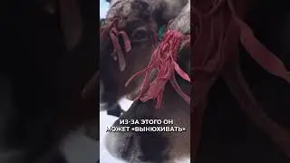 📍Северный олень: стужа, снег и лед нипочем  