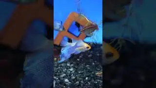 Апистограмма – феерия красок