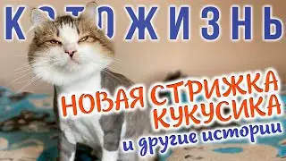 НОВАЯ СТРИЖКА КУКУСИКА😻КОТОЖИЗНЬ!