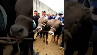 29млн га 2тасини бермаёпти. Китоб мол бозори. 