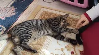 Oyuncu kedi, iple oynuyor