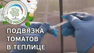 Как подвязать томаты. Подвязка томатов свободной петлей в теплице.