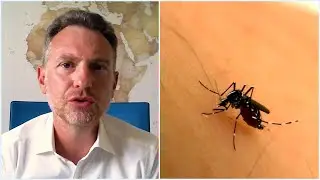 Dengue, trasmissione e sintomi: come possiamo difenderci