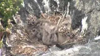 Glaucous-winged Gull Chicks