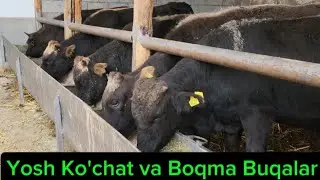 Abdunurdan Yosh Ko'chat va Yemlashga Tayyor Boqma Buqalar 4-noyabr, 2024