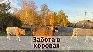 Забота о коровах. Бхакти Расаяна Сагара Свами, Донецк, 19.10.2022