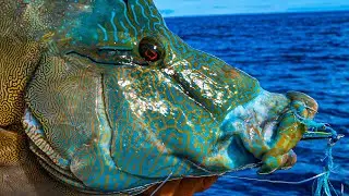 Jigging The worlds most Beautiful Fish