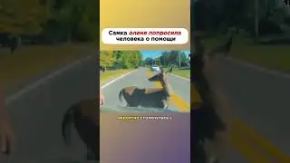 Самка Оленя попросила помощи 