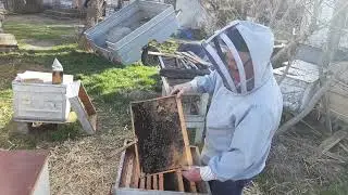 Улей Дадана-Блатта и главная весенняя ревизия | 716. 00