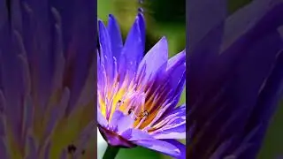 С Первым днём лета! Красивое поздравление с началом лета