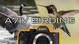 Bird Photography with the Sony A7IV // Review & Settings Tips