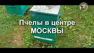 Пчелы в центре Москвы рядом с Кремлем